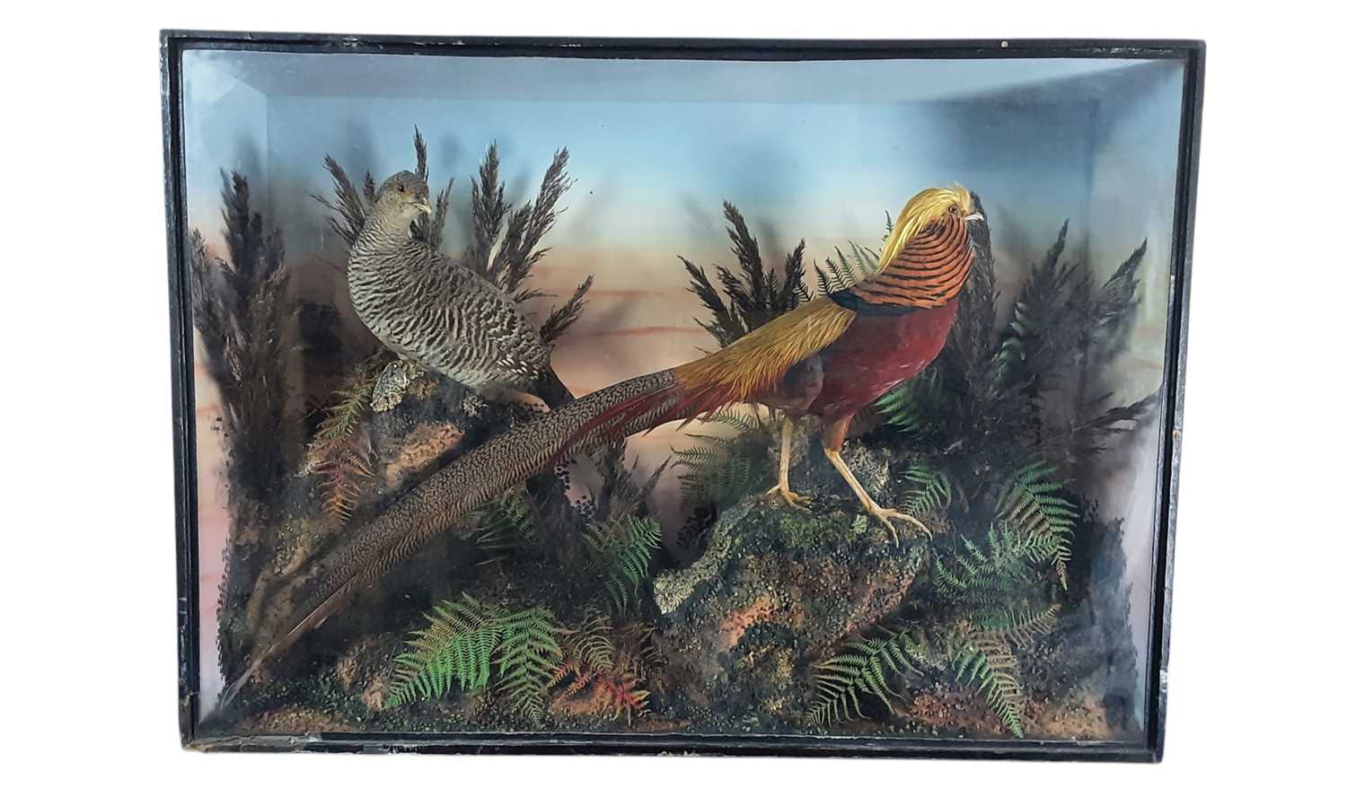 Lot 1823 - VINTAGE TAXIDERMY DISPLAY OF A MALE AND FEMALE GOLDEN PHEASANT