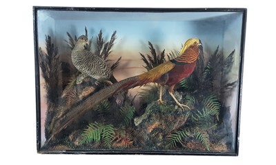 Lot 1823 - VINTAGE TAXIDERMY DISPLAY OF A MALE AND FEMALE GOLDEN PHEASANT