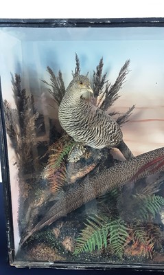 Lot 1823 - VINTAGE TAXIDERMY DISPLAY OF A MALE AND FEMALE GOLDEN PHEASANT
