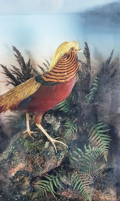 Lot 1823 - VINTAGE TAXIDERMY DISPLAY OF A MALE AND FEMALE GOLDEN PHEASANT