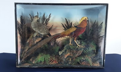 Lot 1823 - VINTAGE TAXIDERMY DISPLAY OF A MALE AND FEMALE GOLDEN PHEASANT