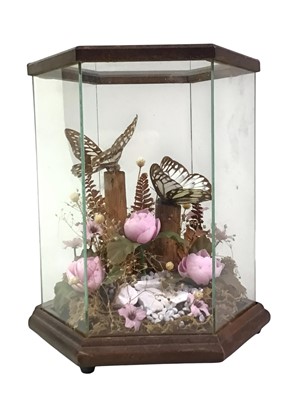 Lot 480 - BUTTERFLY TAXIDERMY