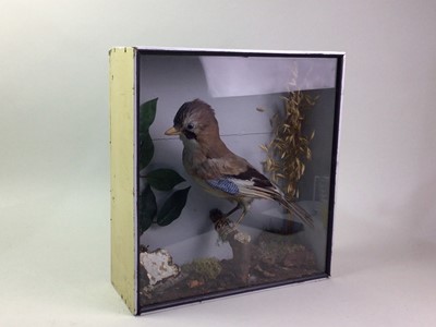 Lot 1825 - VICTORIAN TAXIDERMY OF A EURASIAN JAY