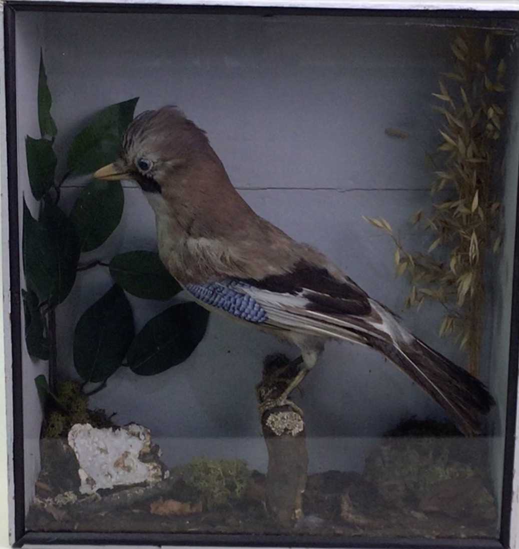 Lot 1825 - VICTORIAN TAXIDERMY OF A EURASIAN JAY