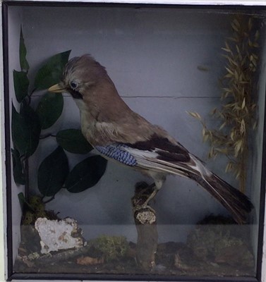 Lot 1825 - VICTORIAN TAXIDERMY OF A EURASIAN JAY