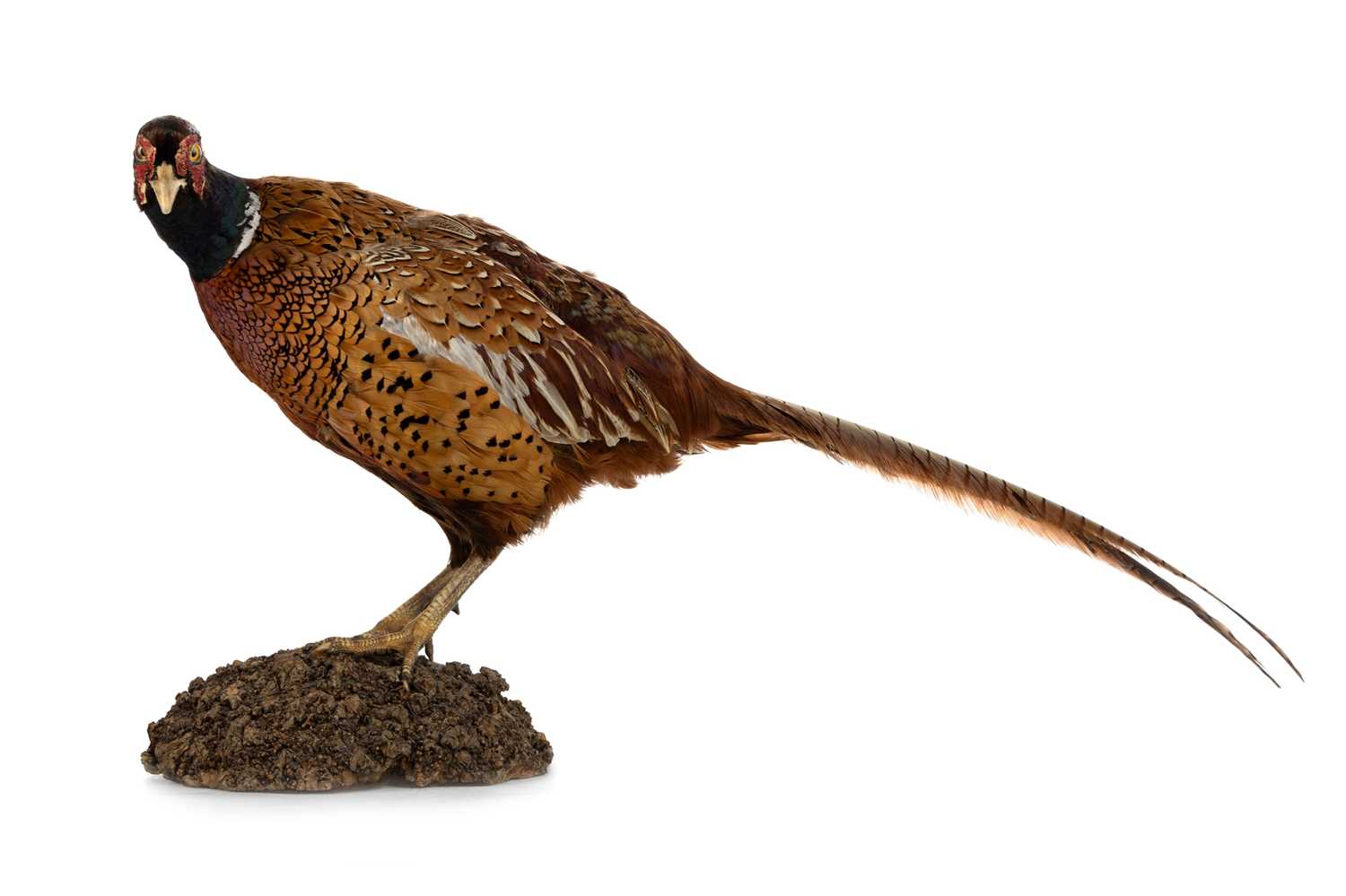 Lot 1809 - TAXIDERMY COMMON PHEASANT