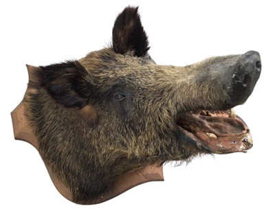 Lot 1801 - TAXIDERMY WILD BOAR