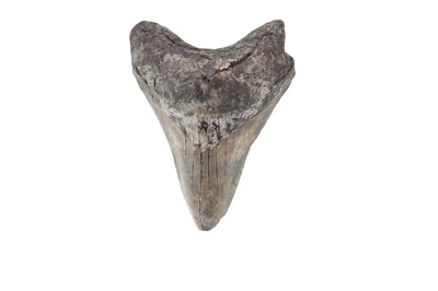 Lot 1835 - FOSSILISED GREAT WHITE SHARK TOOTH