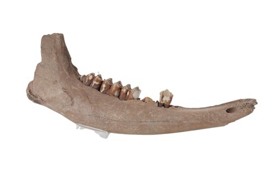Lot 1836 - FOSSILISED JUVENILE EUROPEAN BISON JAW BONE