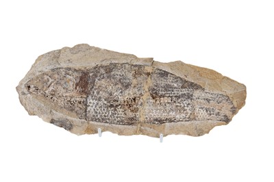 Lot 1839 - FOSSILISED FISH SPECIMEN