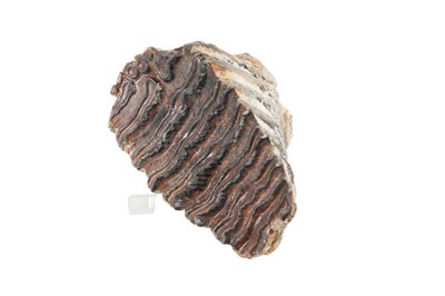 Lot 1840 - FOSSILISED WOOLLY MAMMOTH MOLAR TOOTH