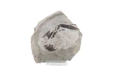 Lot 1842 - FOSSILISED LOBSTER