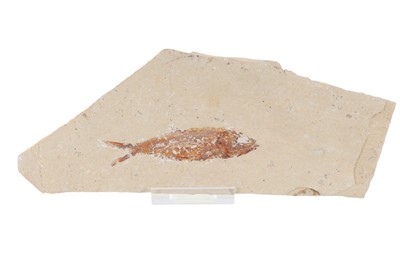 Lot 1845 - COLLECTION OF SEVEN FOSSILISED FISH SPECIMENS