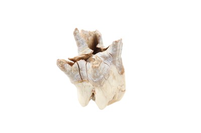 Lot 1847 - FOSSILISED WOOLY RHINOCEROS TOOTH