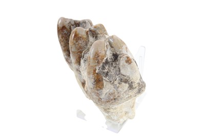 Lot 1848 - FOSSILISED GOMPOTHERE TOOTH