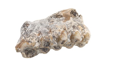 Lot 1849 - FOSSILISED MASTODON TOOTH