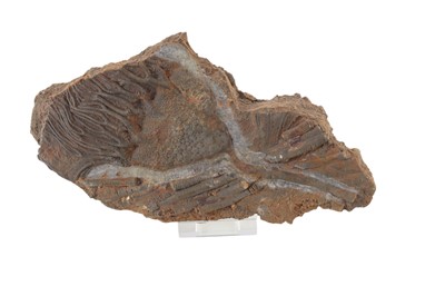 Lot 1851 - FOSSILISED CRINOID
