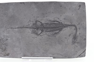 Lot 166 - FOSSILISED KEITCHOSAURUS HUI