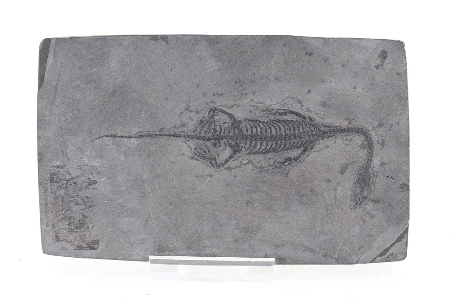 Lot 166 - FOSSILISED KEITCHOSAURUS HUI