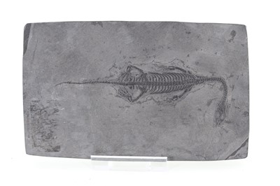 Lot 166 - FOSSILISED KEITCHOSAURUS HUI