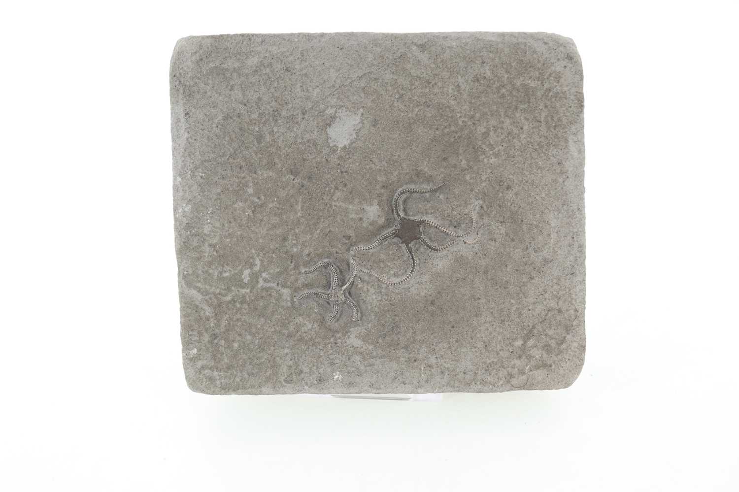 Lot 165 - FOSSILISED BRITTLE STARS