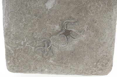 Lot 165 - FOSSILISED BRITTLE STARS