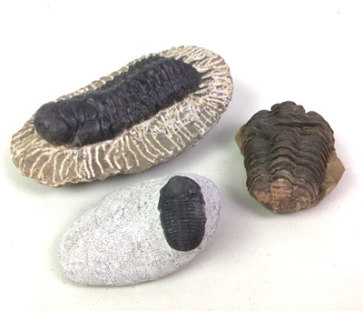 Lot 1857 - SEVEN FOSSILISED TRILOBITE SPECIMENS