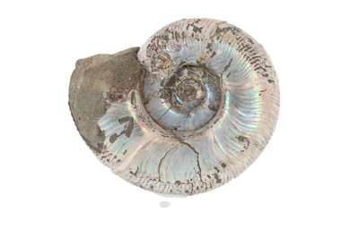 Lot 1858 - IRIDESCENT AMMONITE SPECIMEN