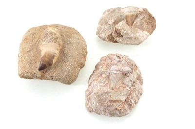 Lot 1859 - THREE FOSSILISED TOOTH SPECIMENS
