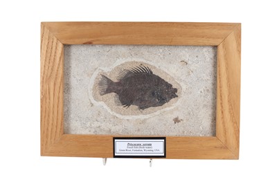 Lot 1860 - TWO FOSSILISED FISH SPECIMENS