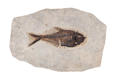 Lot 1861 - FOSSILISED FISH SPECIMEN