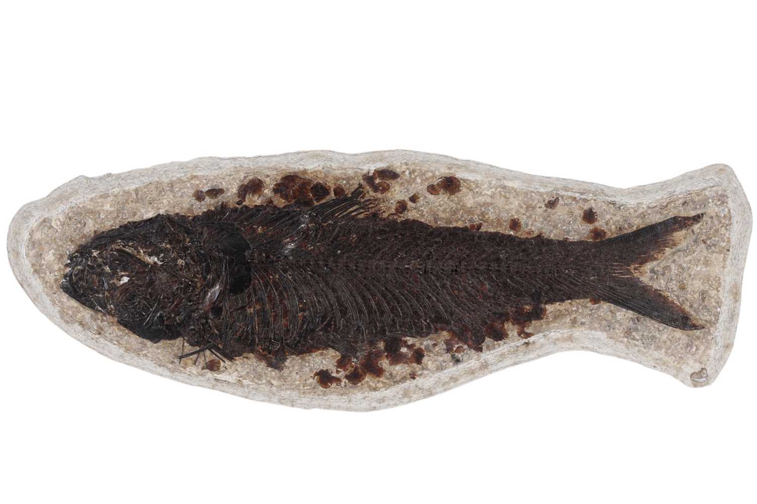 Lot 1862 - TWO FOSSILISED FISH SPECIMENS