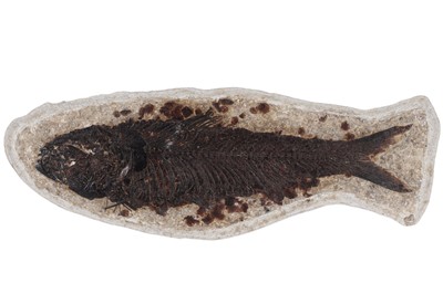 Lot 1862 - TWO FOSSILISED FISH SPECIMENS