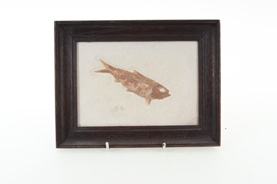 Lot 1862 - TWO FOSSILISED FISH SPECIMENS