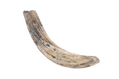Lot 1863 - FOSSILISED HIPPOPOTOMUS TUSK