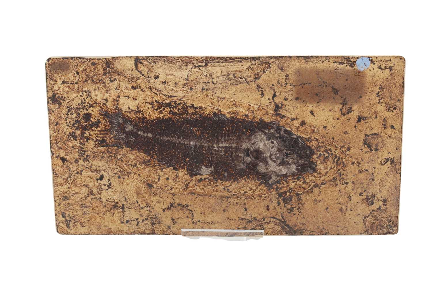 Lot 1864 - COLLECTION OF FOSSILISED PLANT AND ANIMAL SPECIMENS