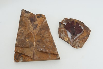 Lot 1864 - COLLECTION OF FOSSILISED PLANT AND ANIMAL SPECIMENS