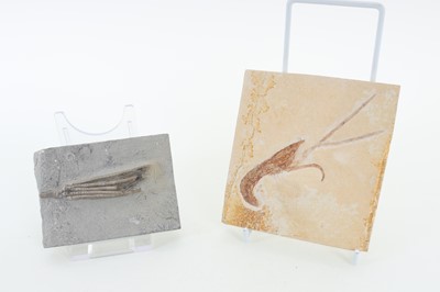 Lot 1864 - COLLECTION OF FOSSILISED PLANT AND ANIMAL SPECIMENS