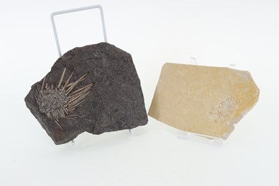 Lot 1864 - COLLECTION OF FOSSILISED PLANT AND ANIMAL SPECIMENS