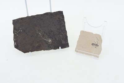 Lot 1864 - COLLECTION OF FOSSILISED PLANT AND ANIMAL SPECIMENS