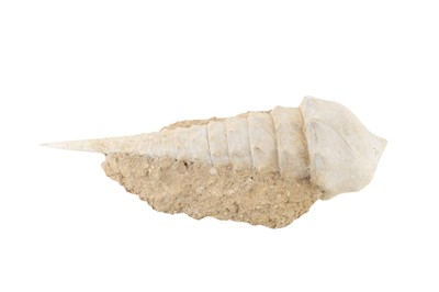 Lot 1866 - FOSSILISED CERITHIUM GIGANTEUM