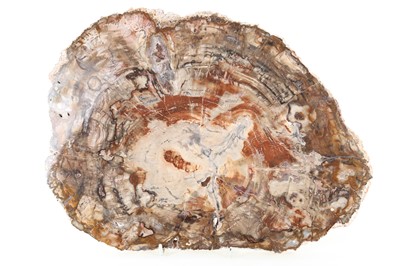 Lot 1867 - FOSSILISED WOOD SLICE SPECIMEN