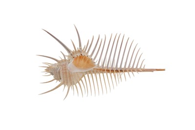 Lot 1871 - CONCHOLOGY, COLLECTION OF SHELL SPECIMENS