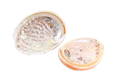 Lot 1872 - CONCHOLOGY, GIANT ABALONE SPECIMEN