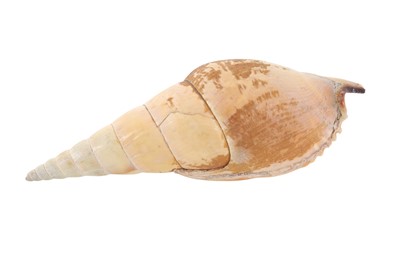 Lot 1876 - CONCHOLOGY, COLLECTION OF SHELL SPECIMENS