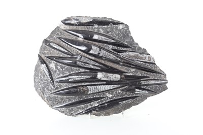 Lot 1879 - FOSSILISED CEPHALOPOD SPECIMEN