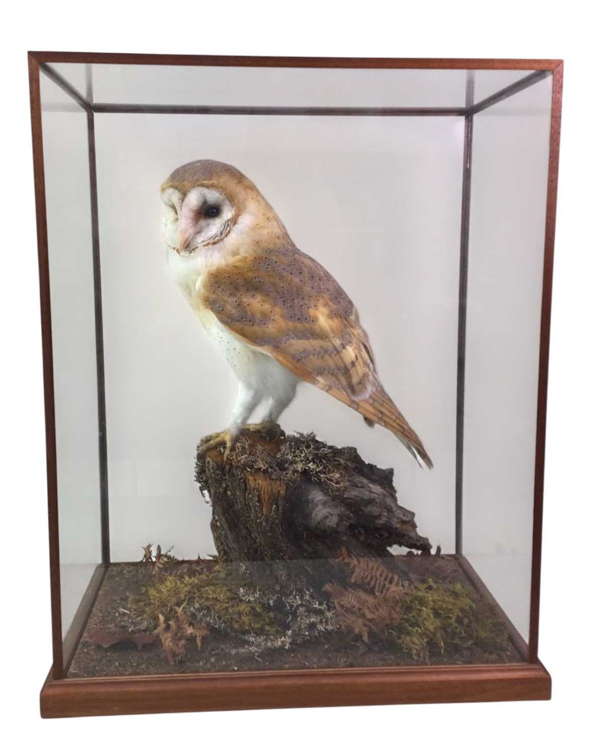 Lot 1883 - TAXIDERMY BARN OWL