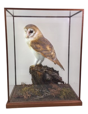 Lot 1883 - TAXIDERMY BARN OWL