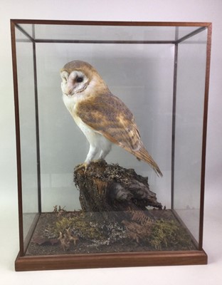 Lot 1883 - TAXIDERMY BARN OWL