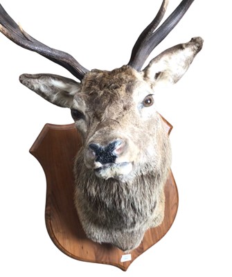 Lot 1884 - TAXIDERMY STAG'S HEAD